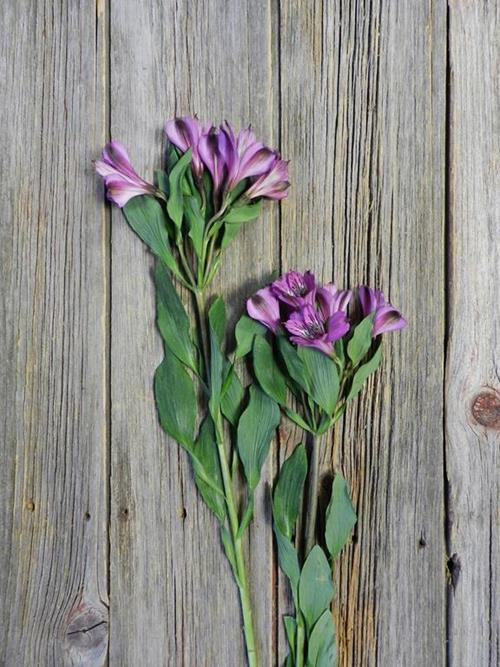 COTE DAZUR SUPER PURPLE  ALSTROEMERIA